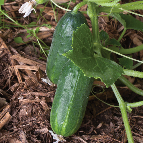 9 best summer vegetables for summer harvest - cucumber