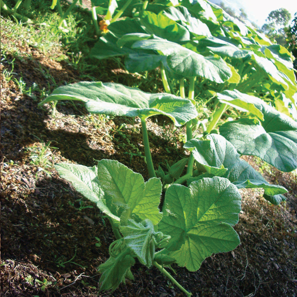 9 best summer vegetables for summer harvest - pumpkin