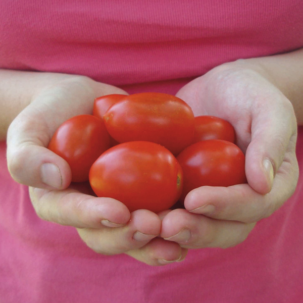 9 best vegetables for summer harvest - tomatoes