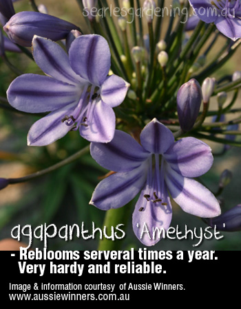 Agapanthus Amethyst