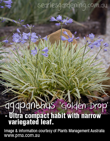 Agapanthus Golden Drop