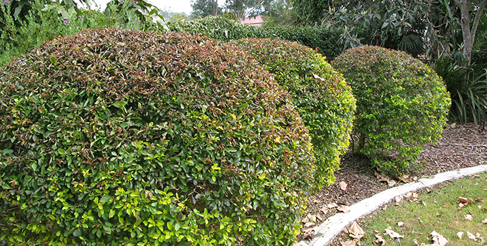 Hedge effected by frost damage