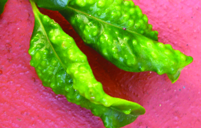 Australian Natives pests and diseases solutions