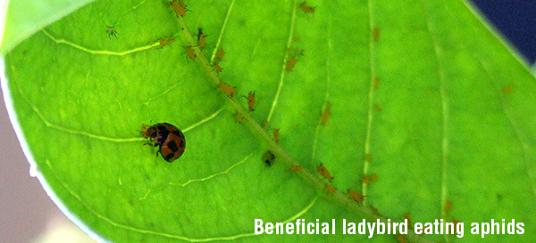 Beneficial ladybird eating aphid