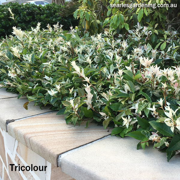 Best foliage plants for garden colour and constrast - Tricolour Tracelospermum