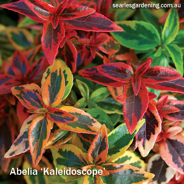 Best foliage plants for garden colour and contrast - Abelia Kaleidoscope