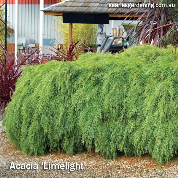 Best foliage plants for garden colour and contrast - Acacia Limelight