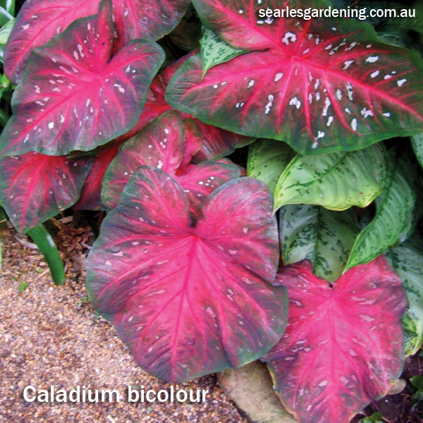 Best foliage plants for garden colour and contrast - Caladium bicolour