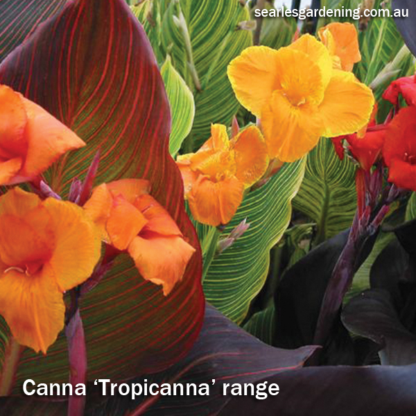 Best foliage plants for garden colour and contrast - Canna Tropicanna range