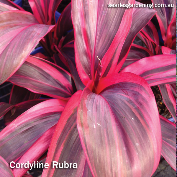 Best foliage plants for garden colour and contrast - Cordyline rubra