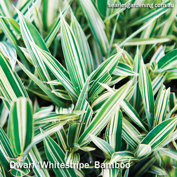Best foliage plants for garden colour and contrast - Dwarf Bamboo Whitestripe