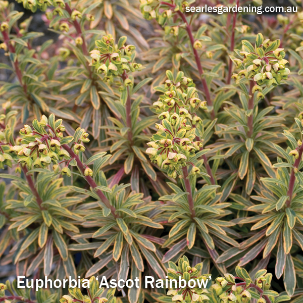 Best foliage plants for garden colour and contrast - Euphorbia Ascot rainbow
