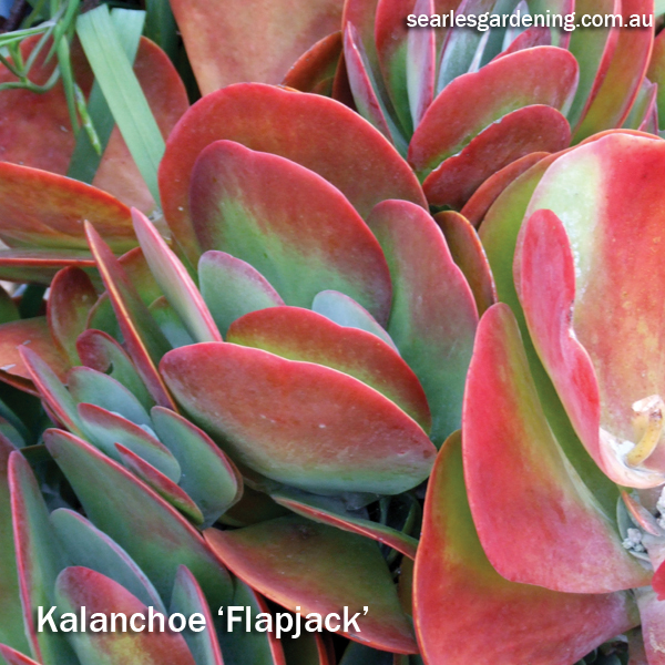 Best foliage plants for garden colour and contrast - Kalanchoe Flapjack