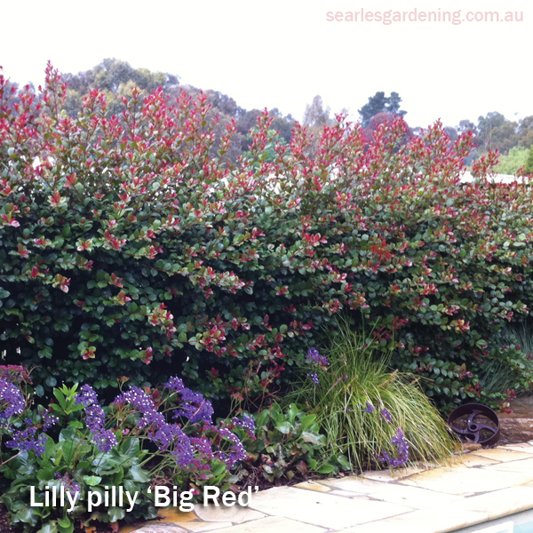 Best foliage plants for garden colour and contrast - Lilly pilly big red