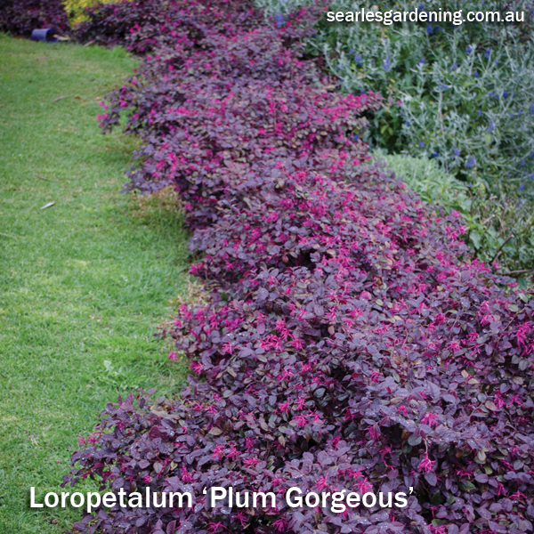 Best foliage plants for garden colour and contrast - Plum Gorgeous