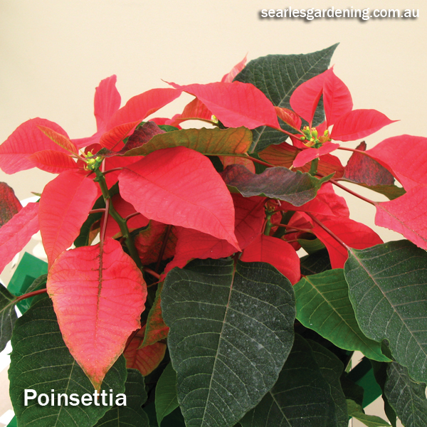 Best foliage plants for garden colour and contrast - Poinsettia