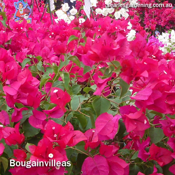 Best fast growing plants for privacy and screening - Bougainvillea