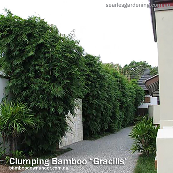Best fast growing plants for privacy and screening - Clumping bamboo