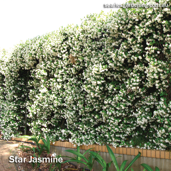 Best fast growing plants for privacy and screening - Star Jasmine