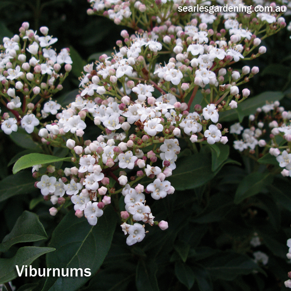 Best fast growing plants for privacy and screening - Viburnum