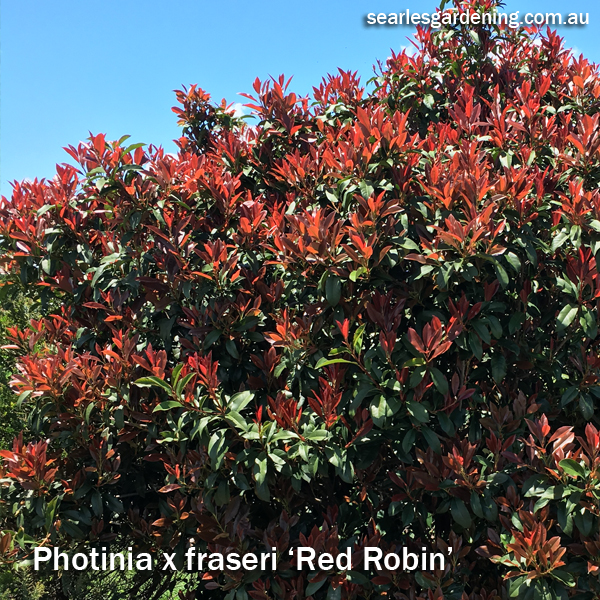 Best fast growing plants for privacy and screening - Photinia Red Robin