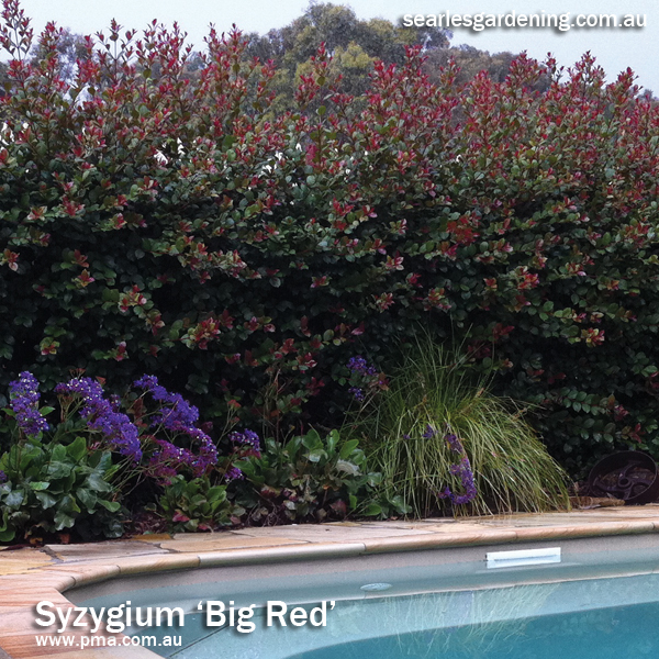 Best fast growing plants for privacy and screening - syzygium