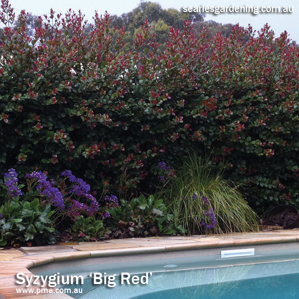 Syzygium 'Big Red