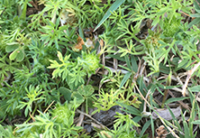 Searles Gardening Problem Solver control Bindii in lawns treatment