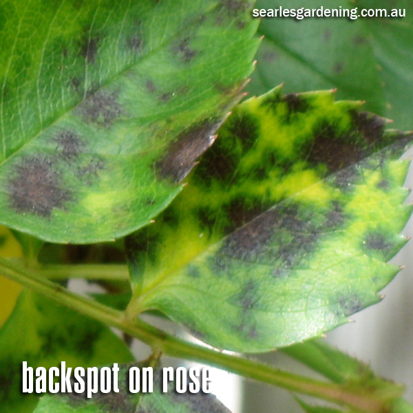 Blackspot damage on rose plant