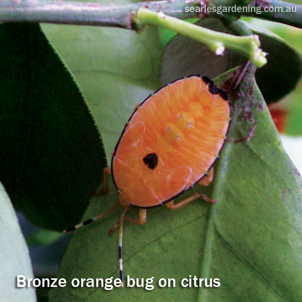 Bronze orange bug on citrus fruit Australia