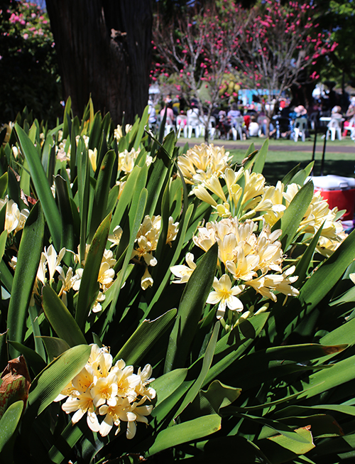 Clivia yellow miniata - growing clivias