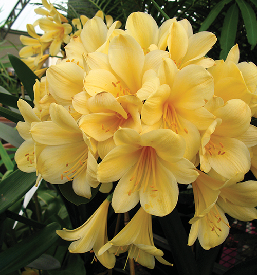 Clivia yellow miniata - growing clivias