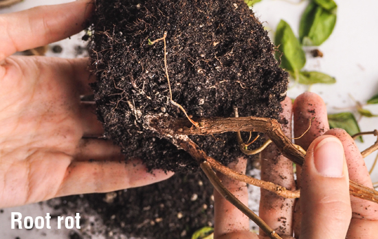 Controlling root rot in plants Searles Gardening