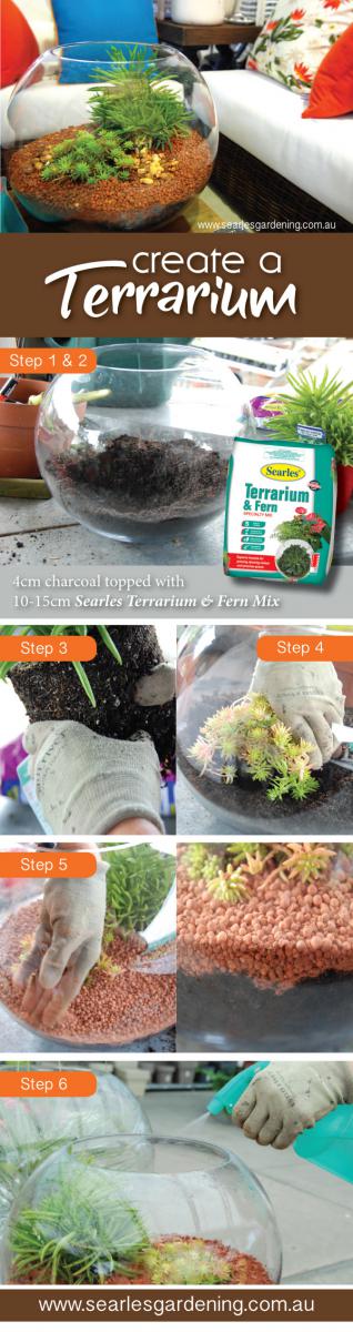 How to make create a terrarium - 10 Top plants for terrariums