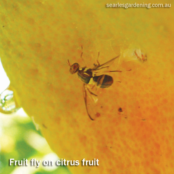 Fruit fly on citrus fruit Australia