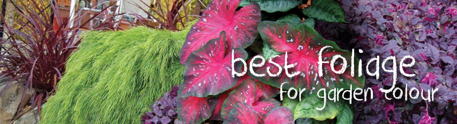 Garden - Best foliage plants for garden colour