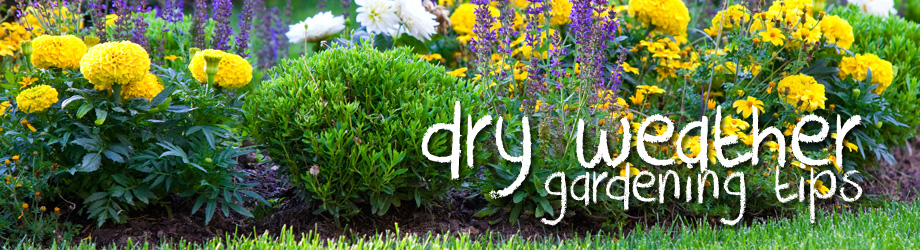 Garden - How to - dry weather gardening tips - How to garden in the dry climate