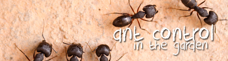 Garden - How to Control - How to kill ants in the garden