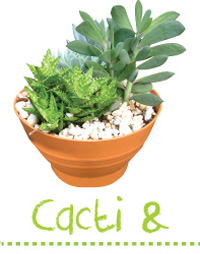 Searles Garden how to grow cacti and succulent planting 