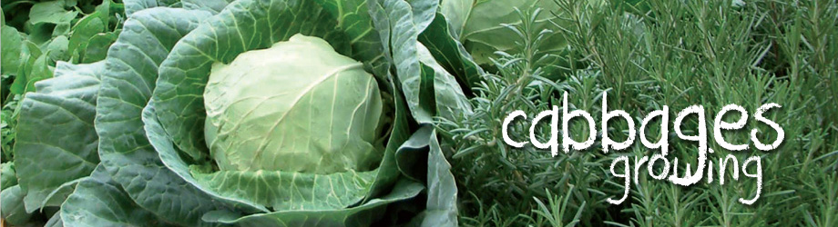 Garden - How to Grow - Growing Cabbages