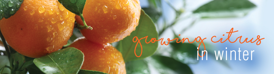 Garden - How to Grow - Growing Fruit Trees Oranges Lemons Limes in winter