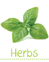 Searles Garden - Growing Herbs