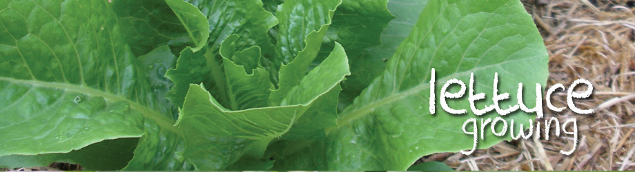 Garden - How to Grow - Growing Lettuce