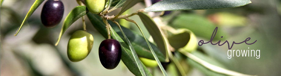 Searles  Growing and Planting Olives