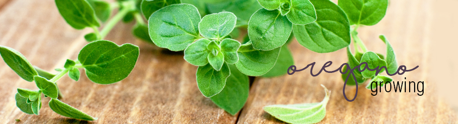 Growing and planting oregano herb