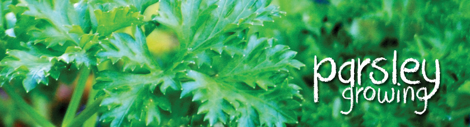 Garden - How to Grow - Growing Parsley