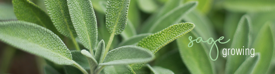 Growing and Planting Sage Herb