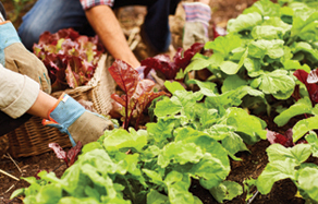 Garden - How to Grow - Growing Salad leafy greens
