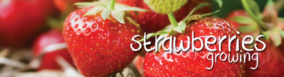 Garden - How to Grow - Growing Strawberries