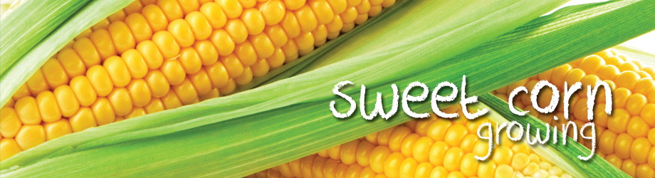 Garden - How to Grow - Growing Sweet Corn